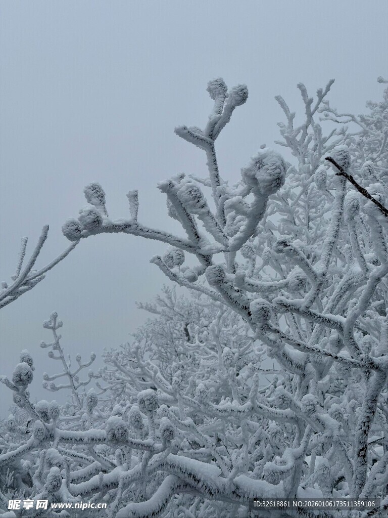 雪覆枝头的冬日景致