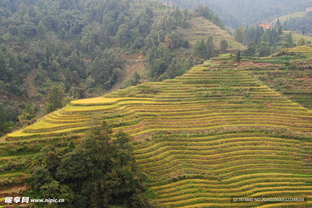 金黄梯田映于青山间