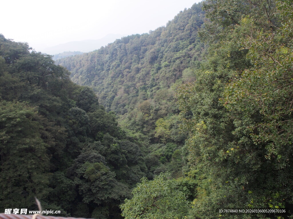 山间葱郁密林景色