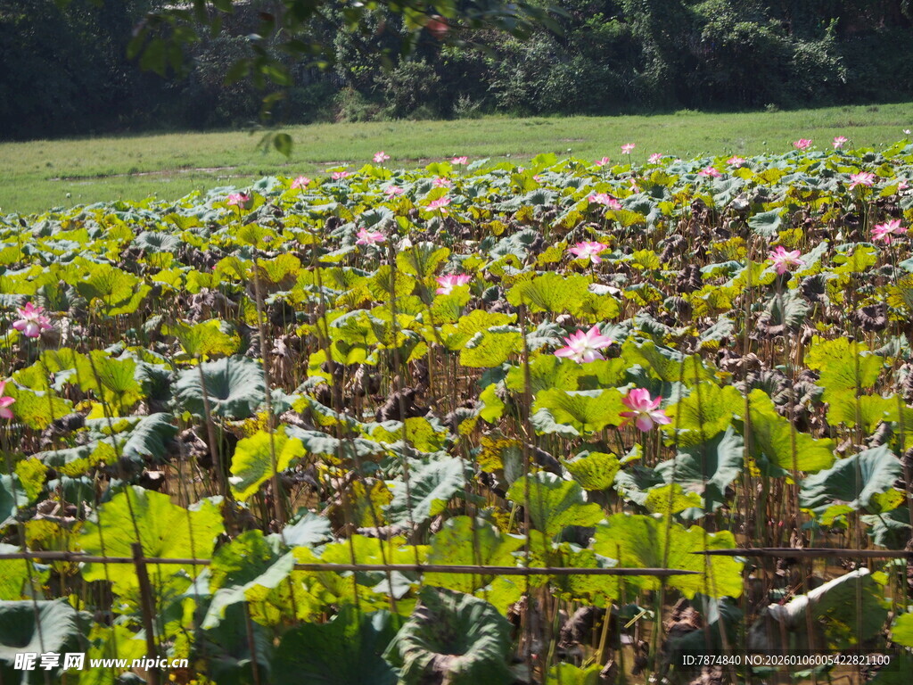 夏日荷塘 荷花荷叶繁茂