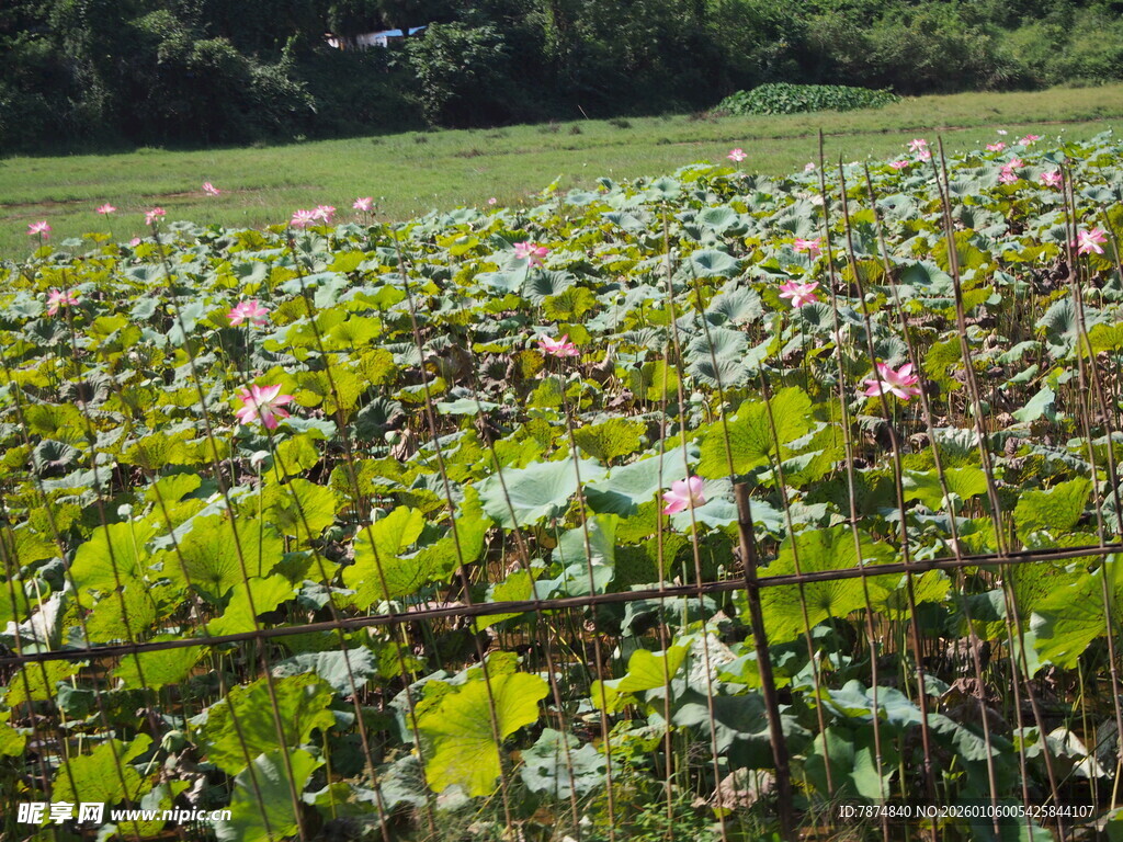 夏日荷塘荷花绽放美景