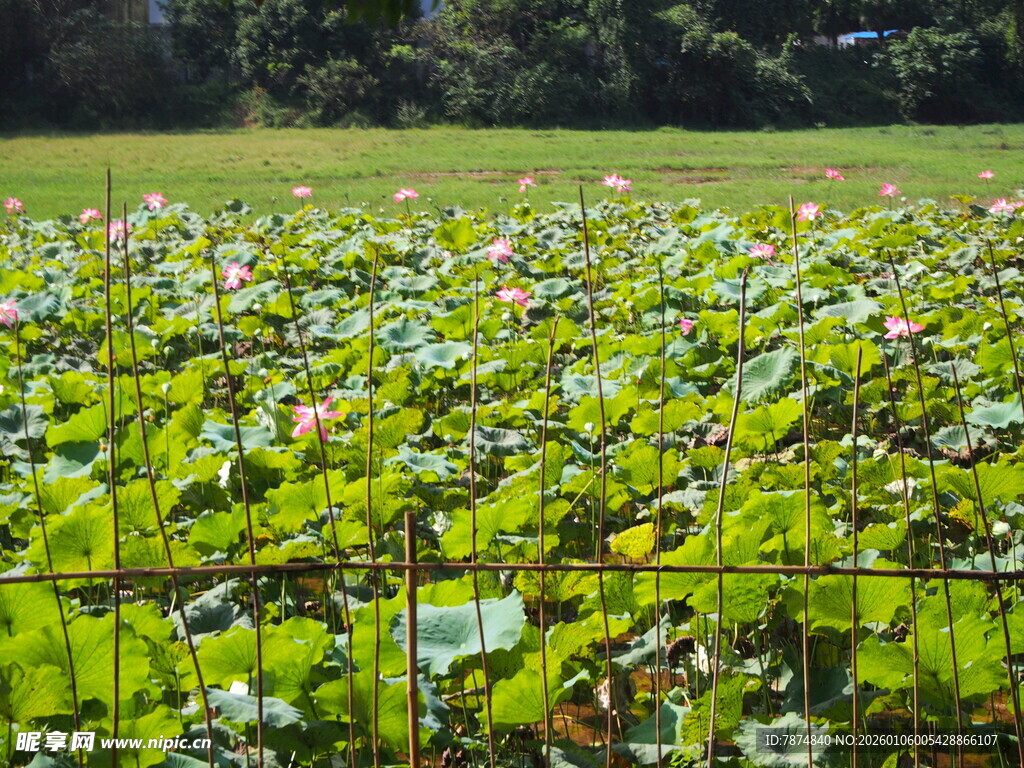夏日荷塘绿意盎然
