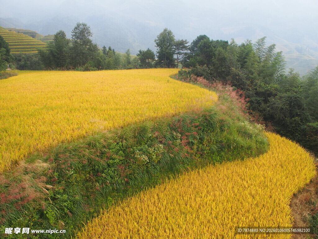 金色梯田美景