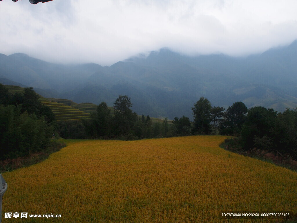 金黄稻田与远山云雾美景