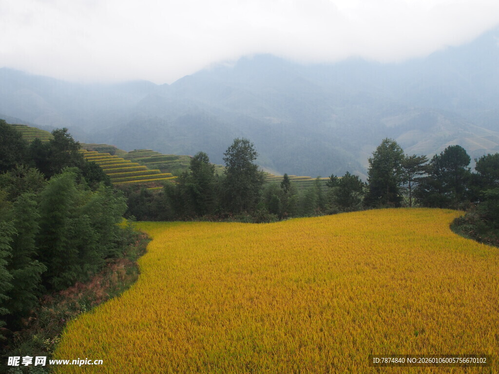 金黄稻田与远山的田园风光