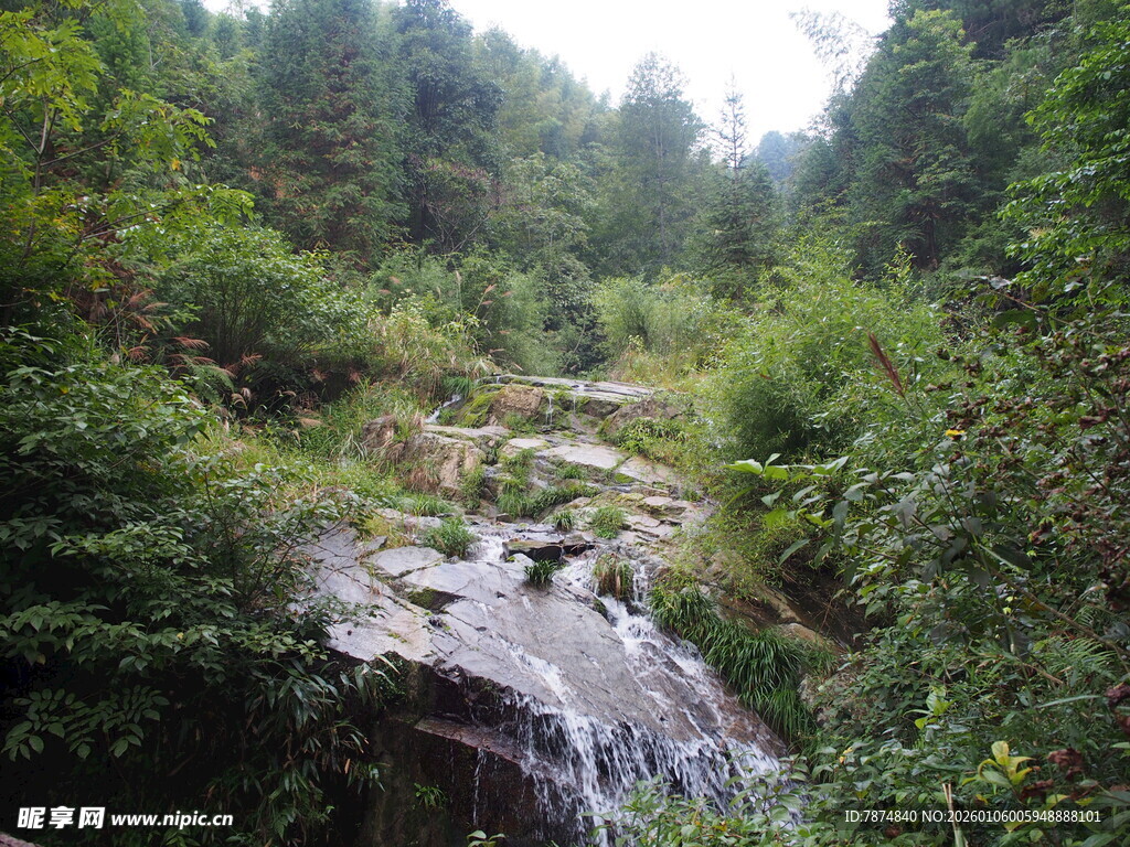 山间溪流穿林而过
