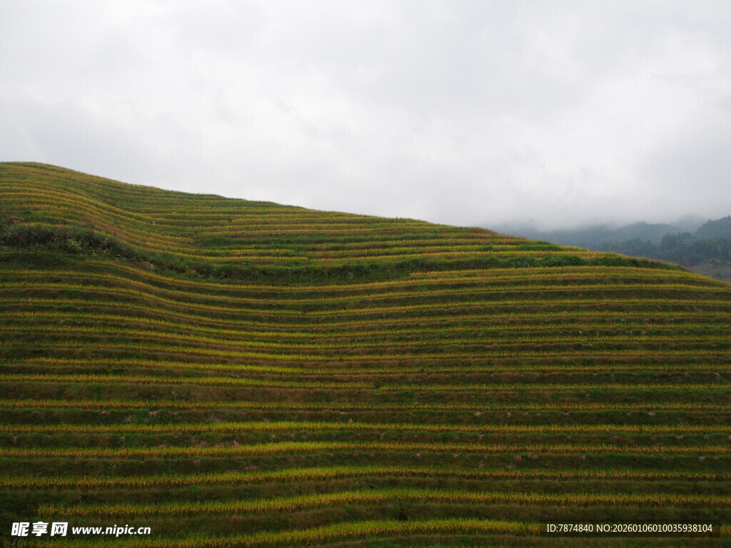 云雾下的层层翠绿梯田