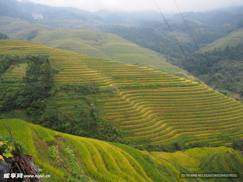 壮美梯田景观 绿意盎然