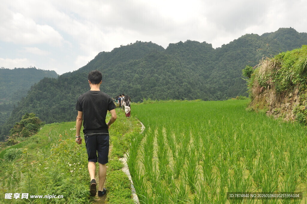男子漫步于翠绿稻田间