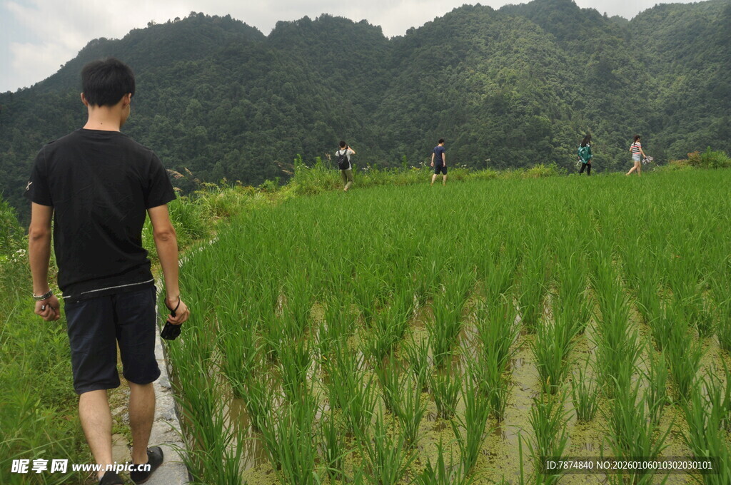 稻田中行走的农人