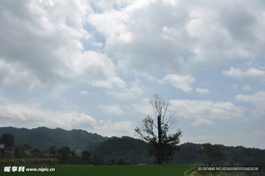 蓝天白云下的田野树木