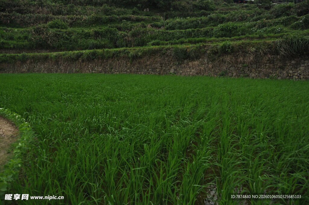 翠绿稻田 田园风光初览