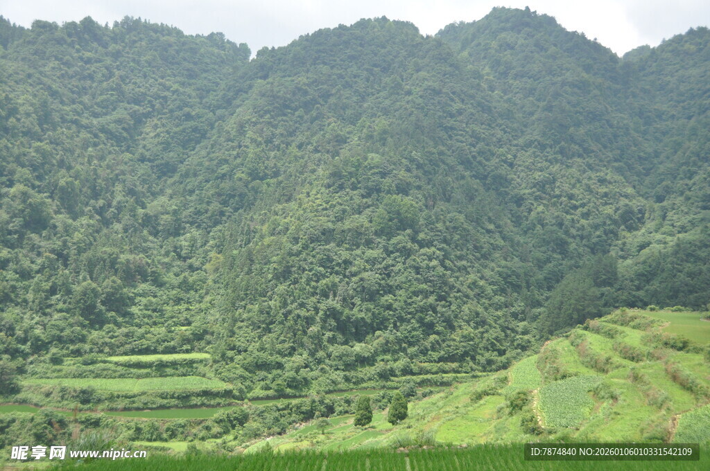 青山绿野间的梯田美景