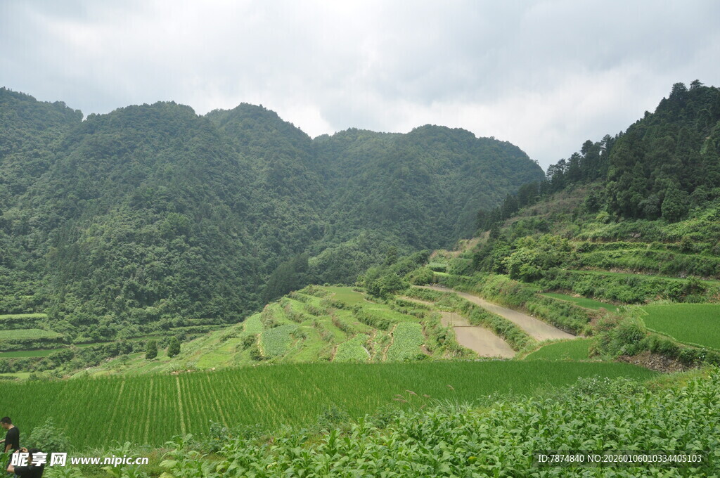 山间梯田绿意盎然