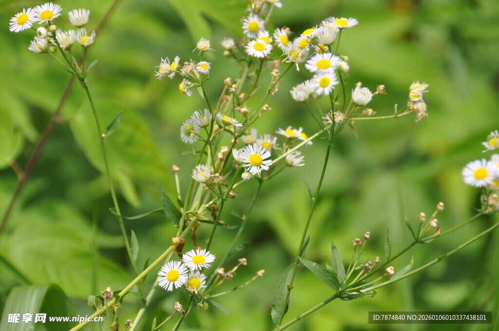 清新小白花特写