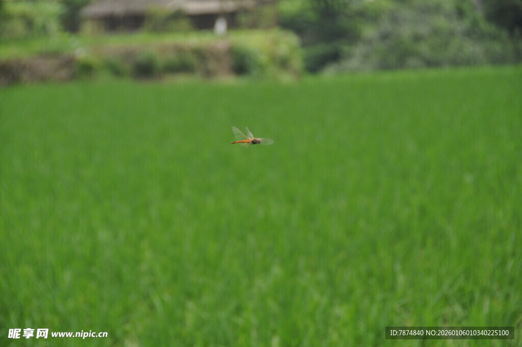 绿色稻田中的一抹灵动