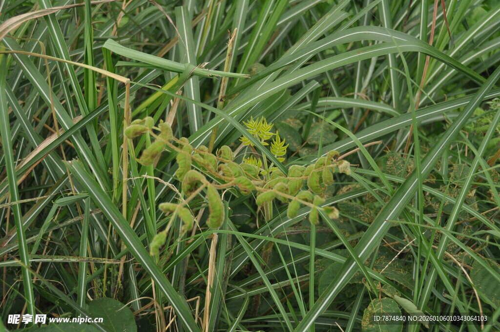 草丛中的黄色小花