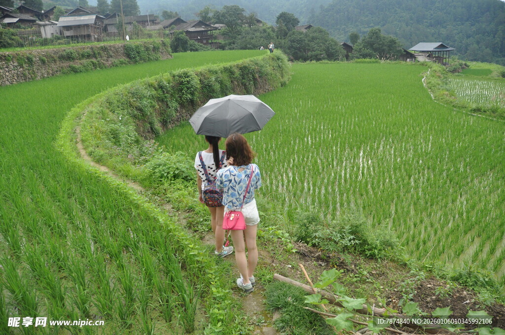 雨中漫步稻田的青春身影