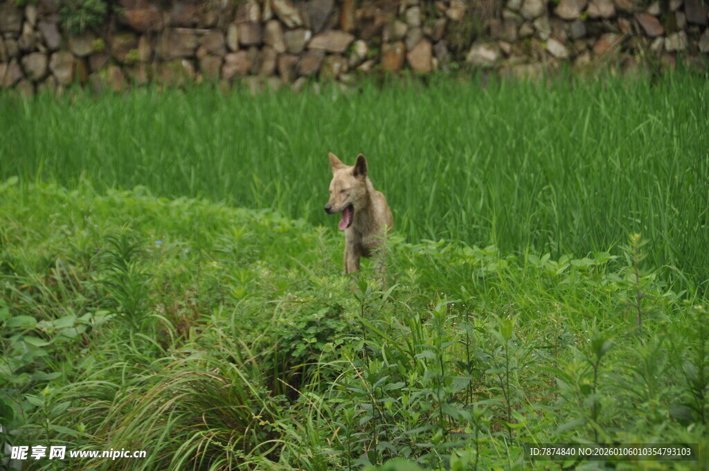 田野中站立的野生动物