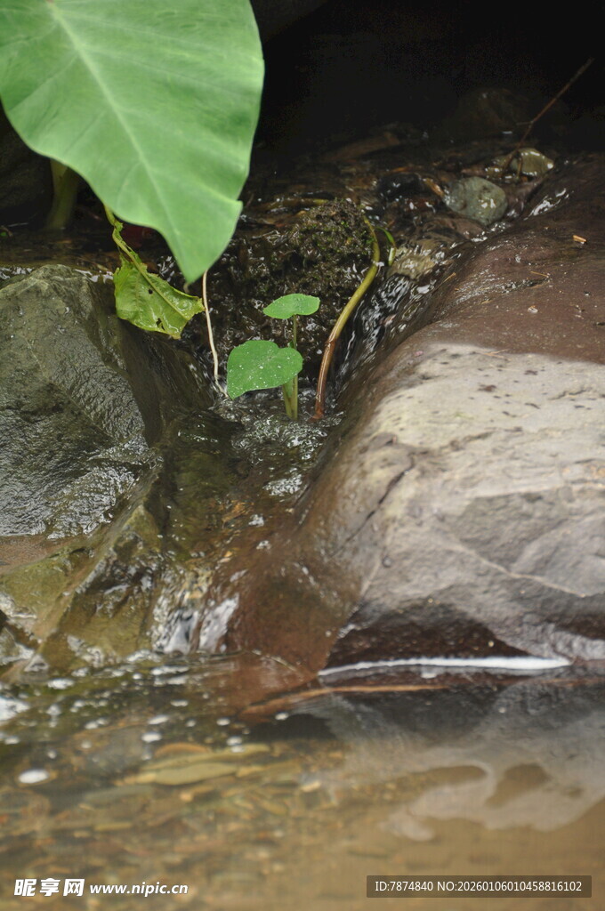 溪边石块旁的翠绿植物