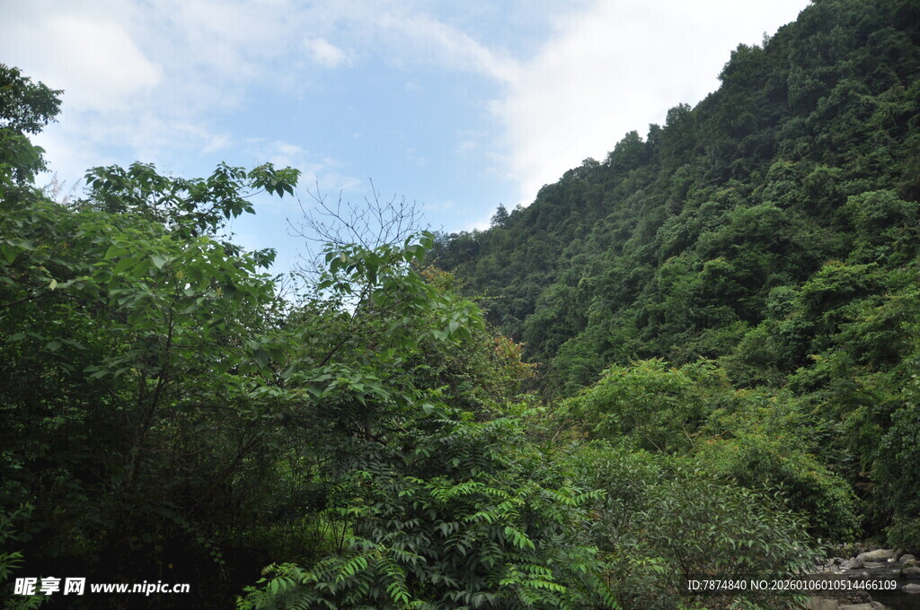 山林绿意盎然的自然景致