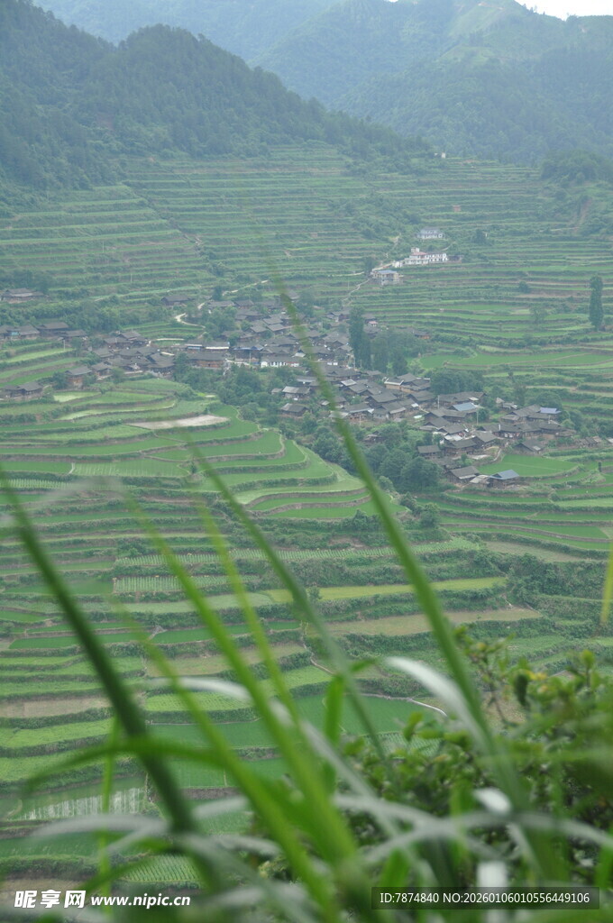 山间梯田绿意浓