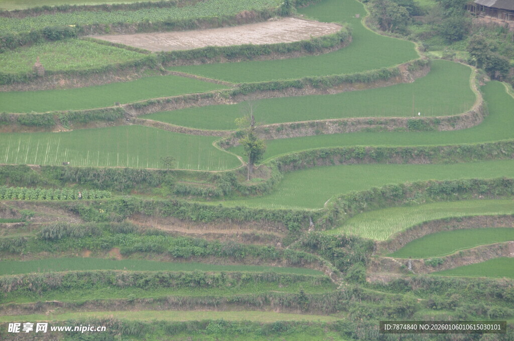 俯瞰层层叠叠的翠绿梯田
