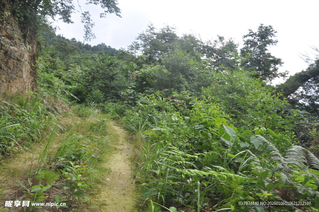 山间小径绿意盎然