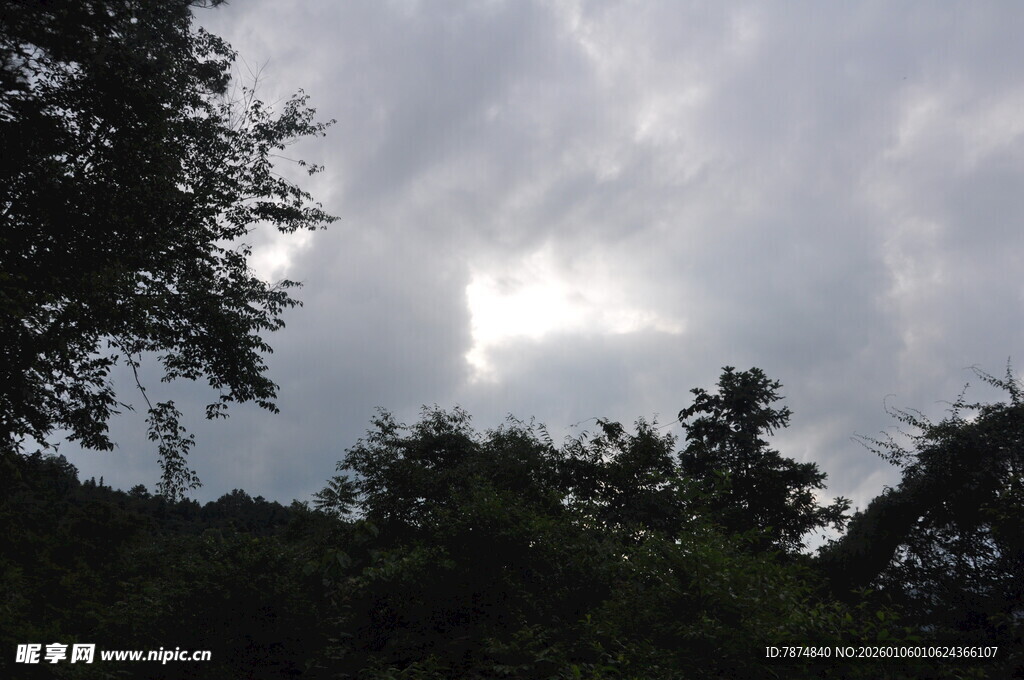 阴云下的茂密树林