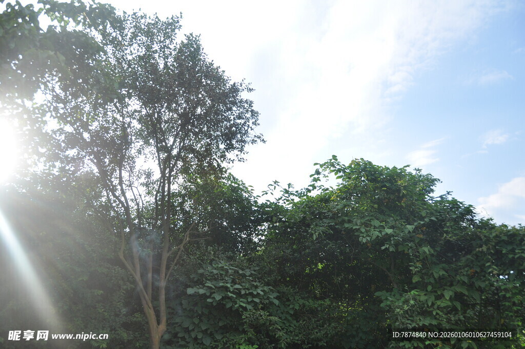 阳光穿透树林的自然美景