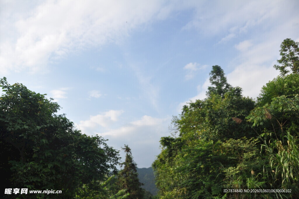蓝天绿树美景