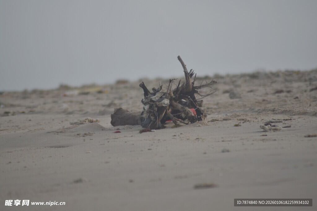 海边沙滩的枯树枝