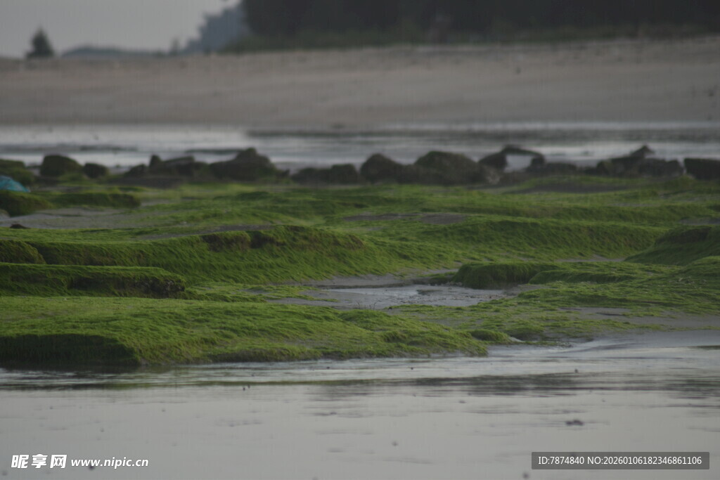 海边湿地的绿色苔藓景观