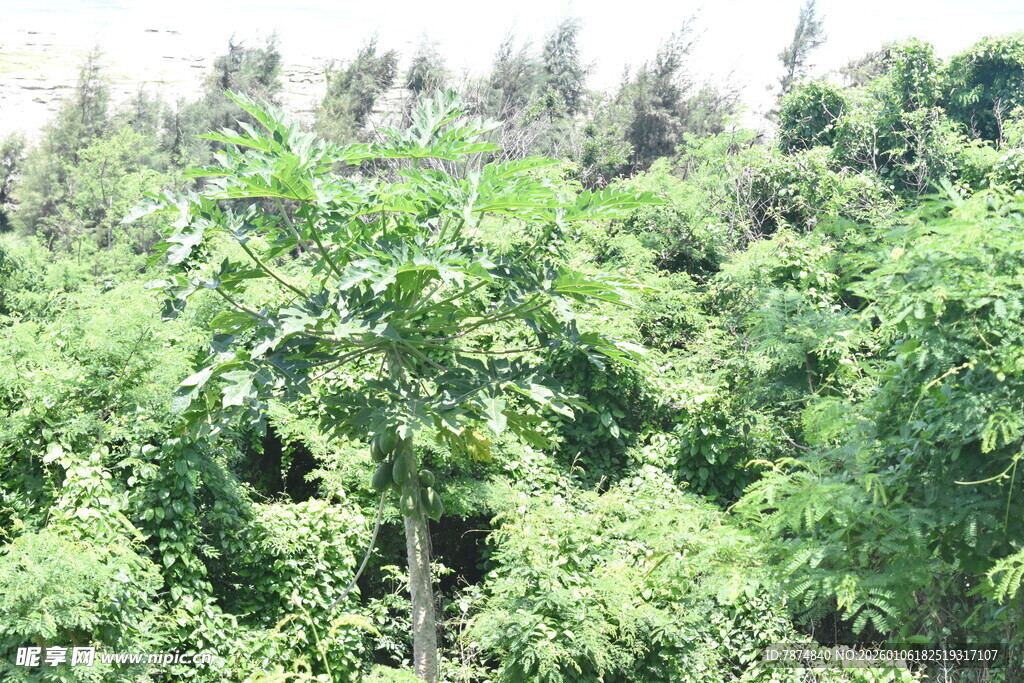 茂密绿意盎然的植物景观