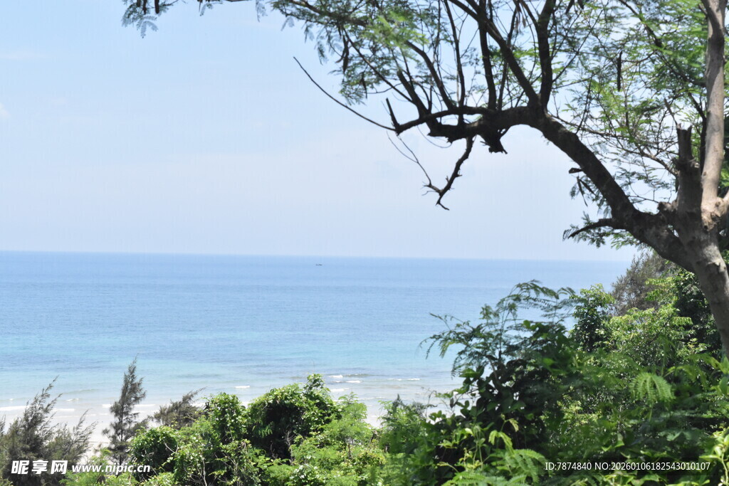 海边树枝与葱郁绿植景观