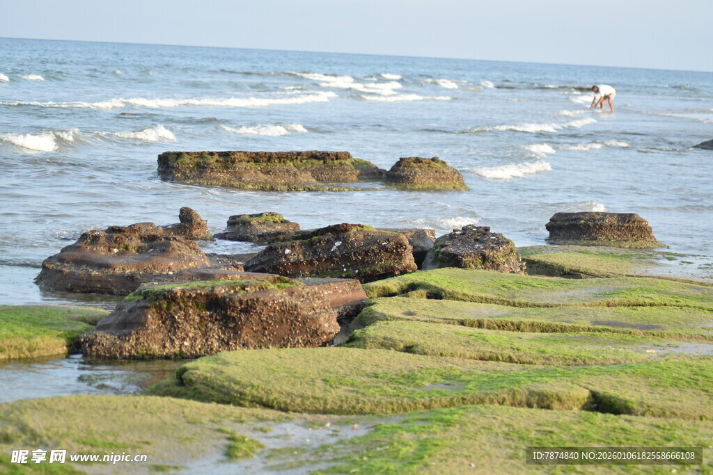 海边礁石与翠绿苔藓景观