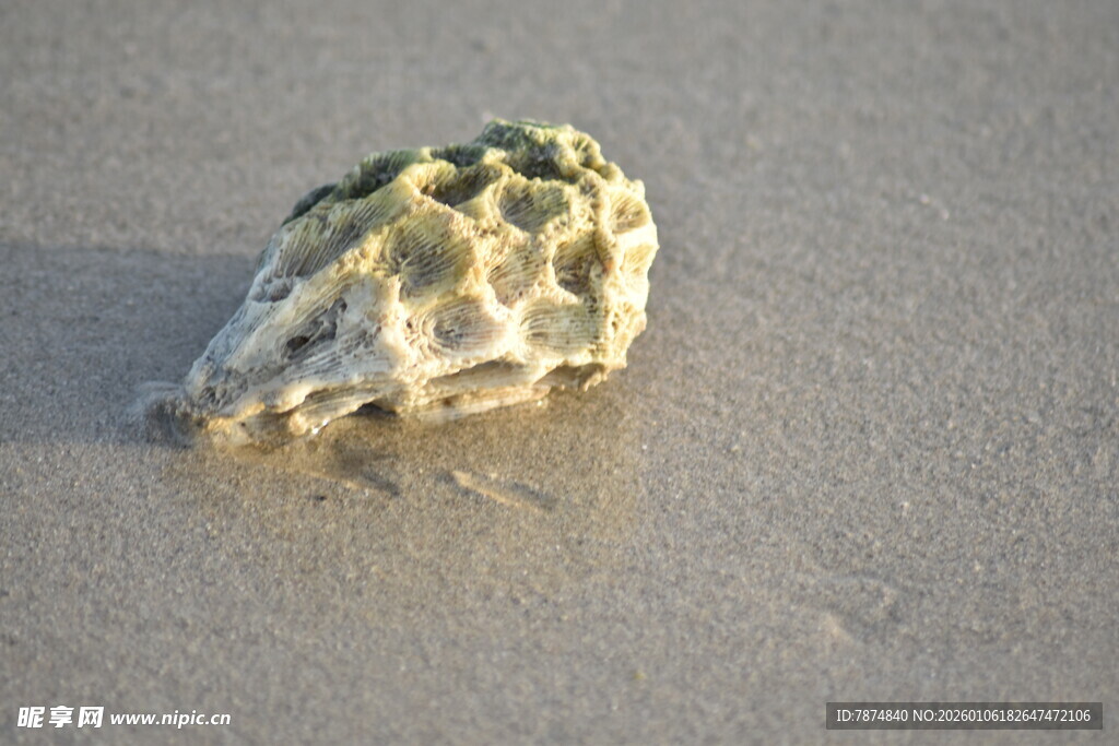 沙滩上的独特贝壳