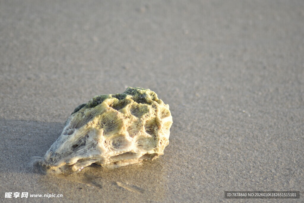 沙滩上的独特贝壳