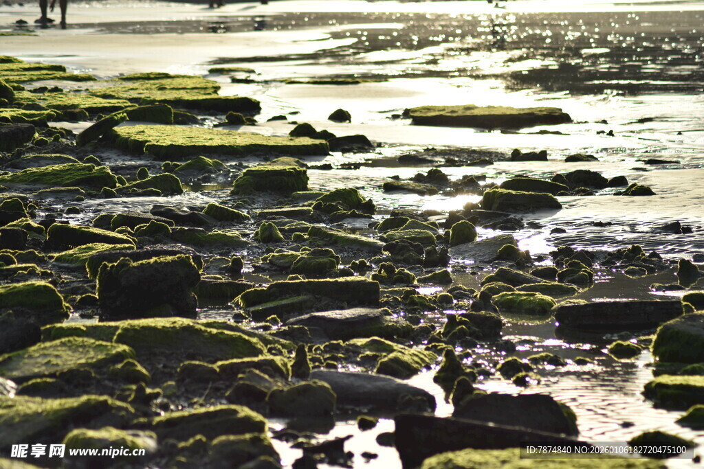 海边布满青苔的礁石景观