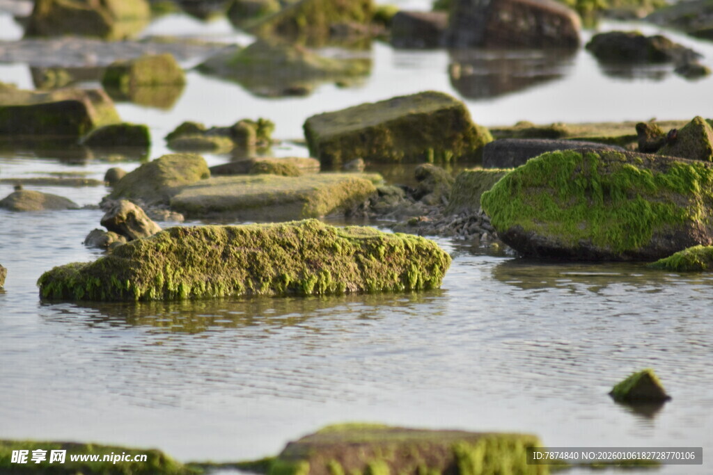 水边覆绿苔的石块景观