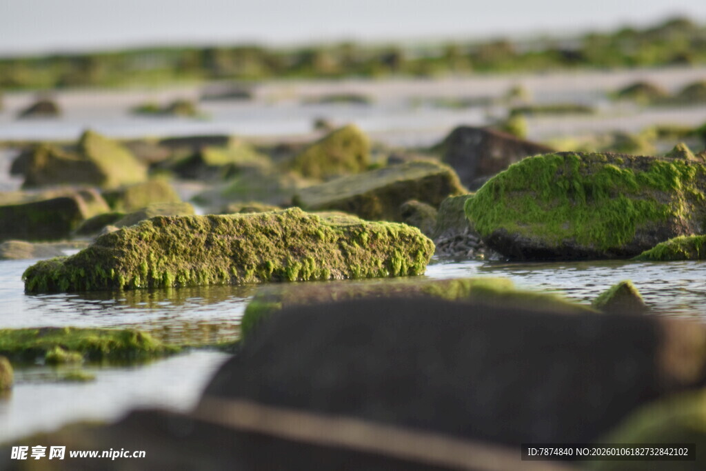 海岸边覆满青苔的礁石