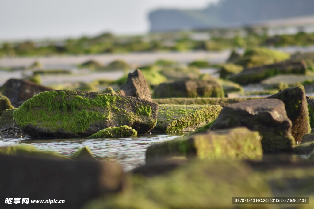 海边覆绿苔的嶙峋礁石