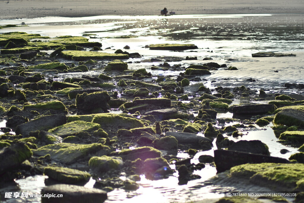 海边覆绿苔的礁石景观