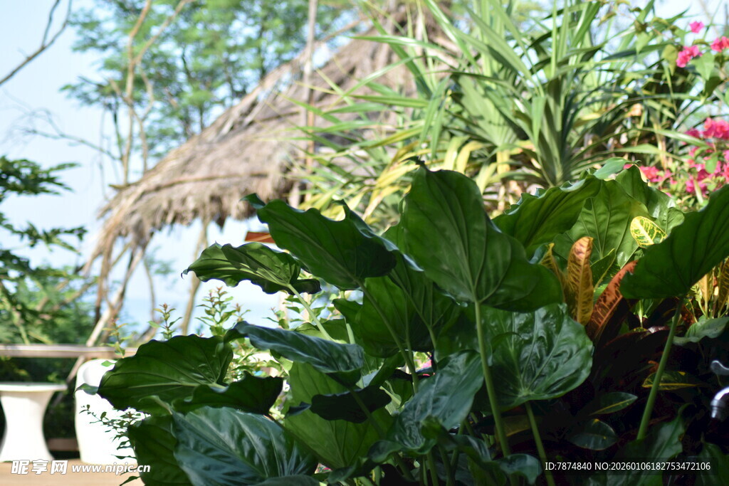 庭院绿植景观一角