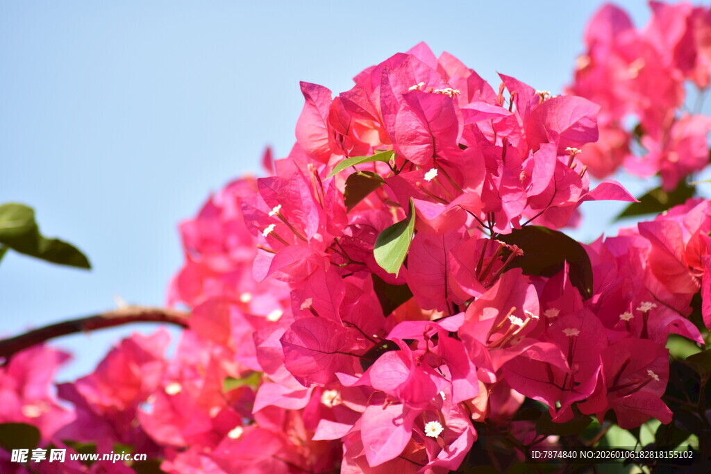 娇艳三角梅绽放