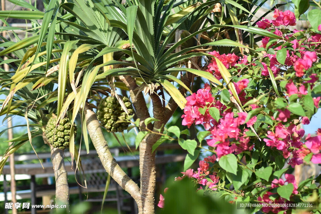 多彩花卉与绿植景观