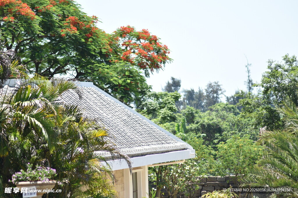 屋顶旁的繁茂绿植景观