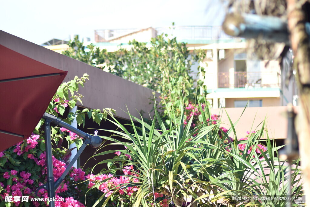 户外繁花与遮阳伞景致