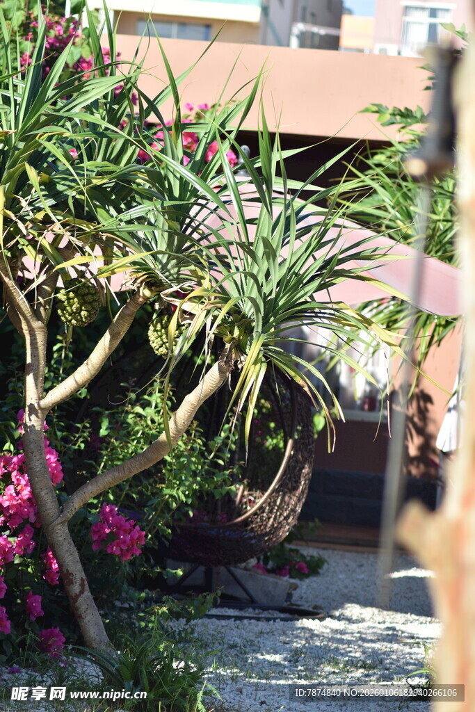 庭院绿植景观一角