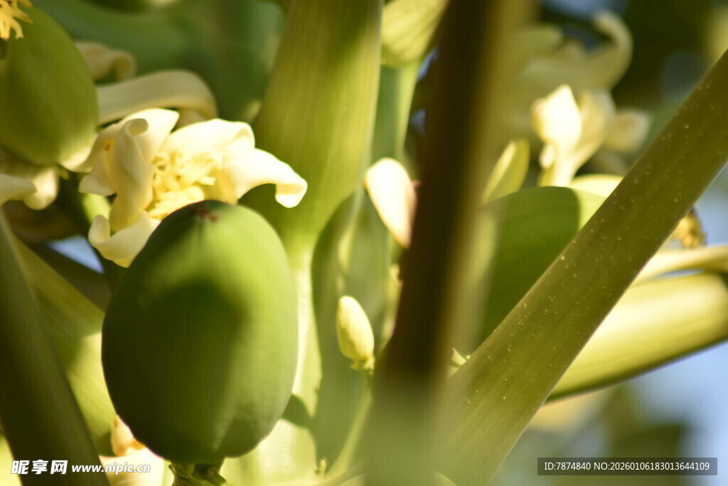 绿色植物上的花朵与果实